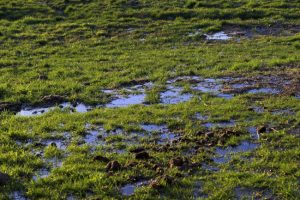 What Is Drain Field Repair?